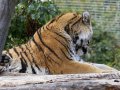 ZOO-Viden 24 srpen 2014 031.JPG